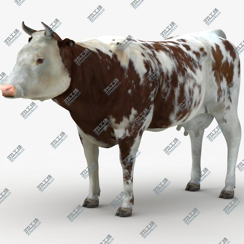 images/goods_img/202105074/Cow Collection/2.jpg